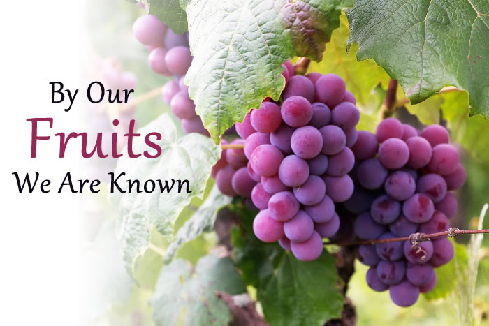 Bunch of red grapes on the vine